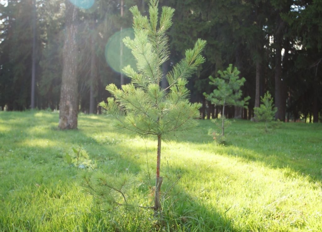 molodaya_sosna_vremya_prozhivaniya_na_novom_meste_-_okolo_1_mesyaca_mikrorajon_klyazma_pushkino_moskovskoj_oblasti_0