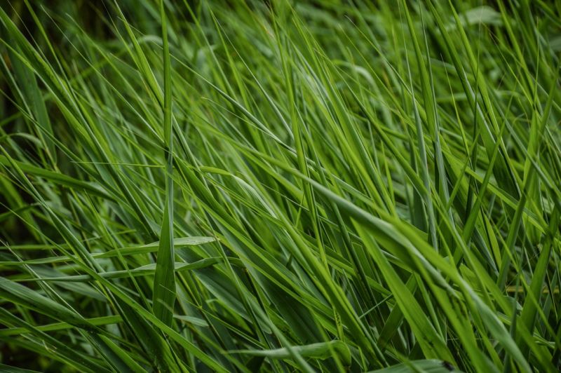 my-denver-landscaper-organiz-lawn-fertilization-information