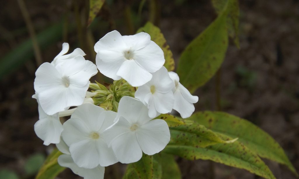 phlox-white-one-flower