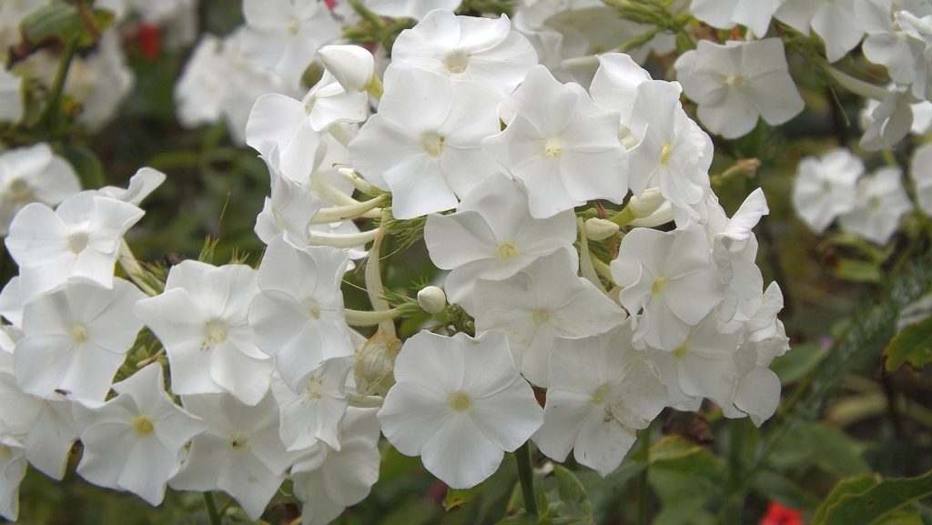phlox-white-one-flower-garden