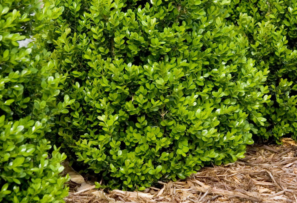 Faulkner Boxwood, Buxus 'Faulkner', at Visalia CA USA Faulkner Boxwood, Buxus 'Faulkner', at Visalia CA USA