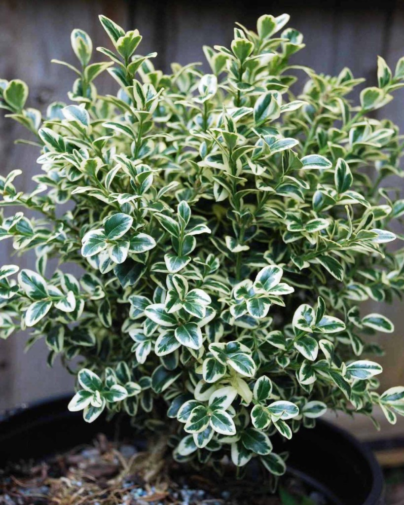 wm_buxus-sempervirens-elegans-1-1400483743
