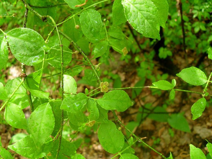 Бересклет: советы опытных садоводов по посадке и уходу (74 фото + видео)
