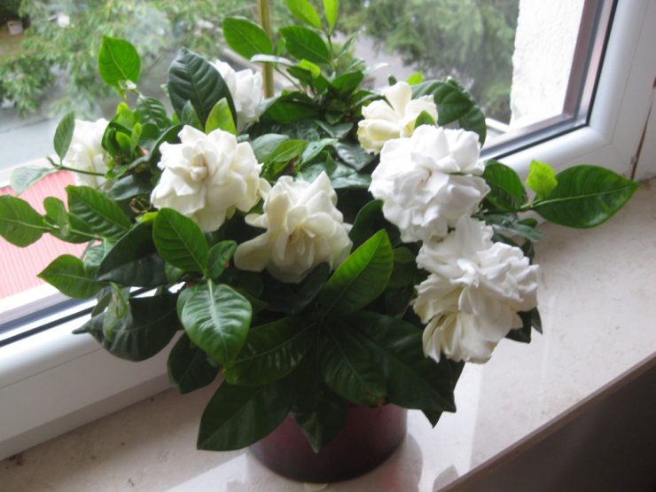 Гардения (66 фото): советы по уходу за ароматным красивым цветком