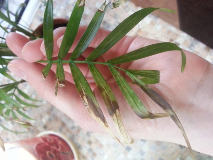 Хамедорея: правильный уход за неприхотливой пальмой. 52 фото-идей украшения сада и дома