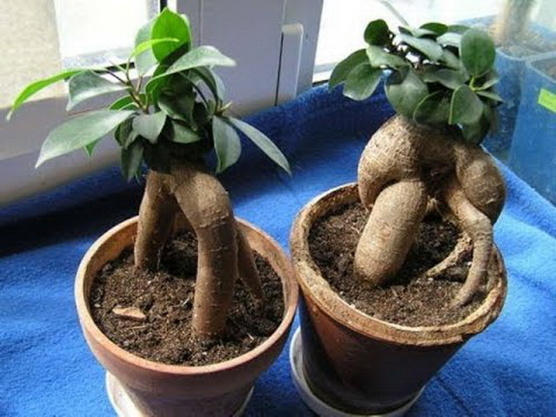 Все о фикусах: виды с подробным описанием и полезные советы