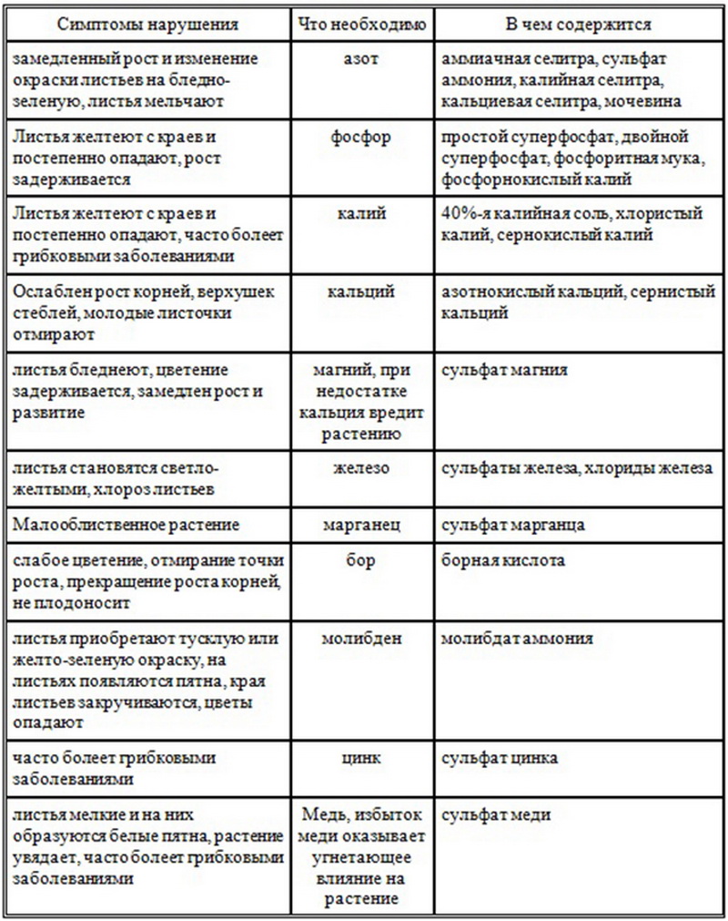 Все о фикусах: виды с подробным описанием и полезные советы