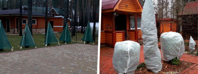 Готовим туи к зимовке: советы опытных садоводов