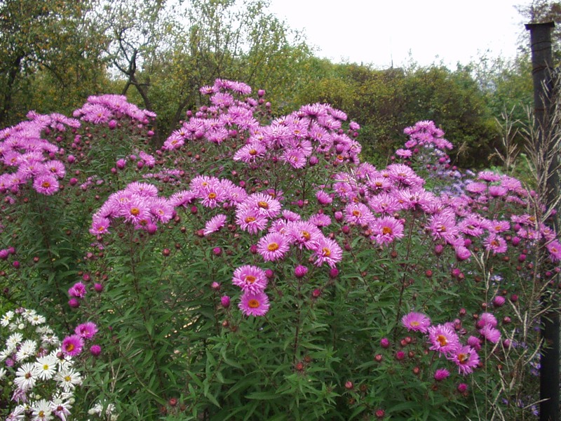 Как выглядят многолетние астры (фото с названиями цветов)
