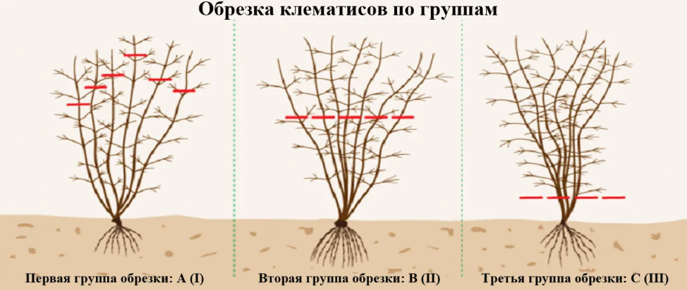 Как сажать и ухаживать за клематисами в открытом грунте