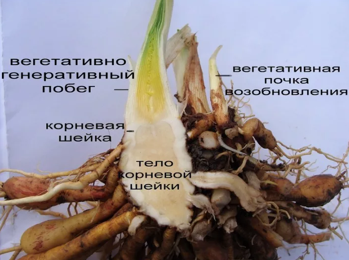 Лилейники в ландшафтном дизайне дачного участка (60+ фото)