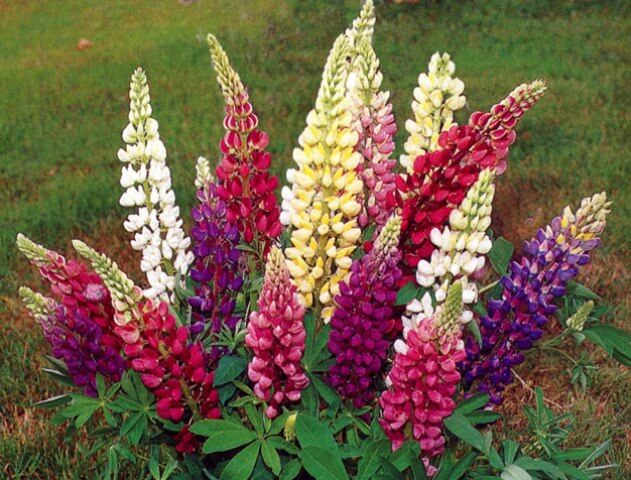 15 самых неприхотливых и долгоцветущих многолетников для дачи