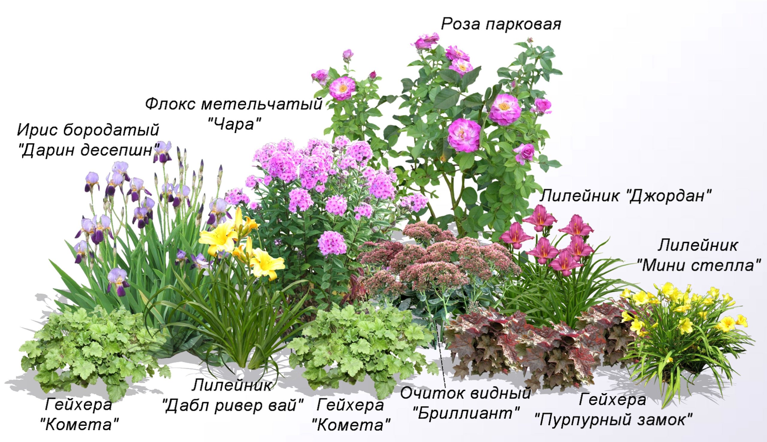 Использование ирисов в ландшафтном дизайне