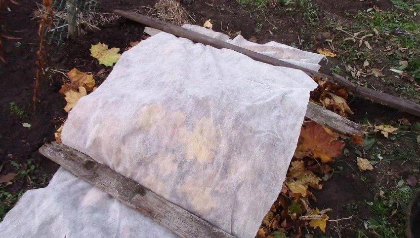 Пампасная трава или кортадерия: что это такое, как выращивать и использовать в ландшафтном дизайне
