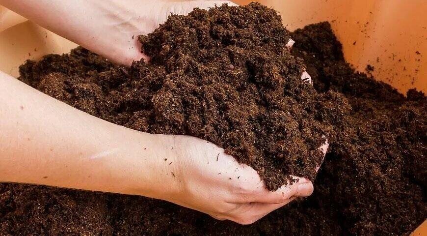 Пампасная трава или кортадерия: что это такое, как выращивать и использовать в ландшафтном дизайне