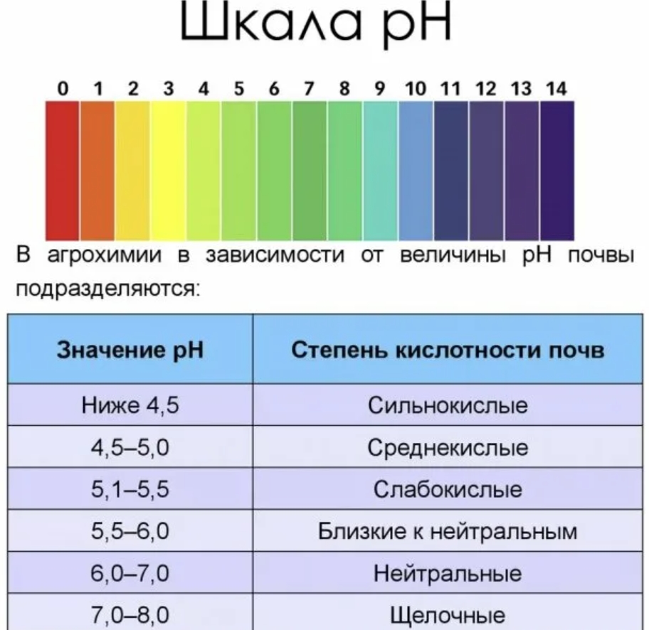 Использование пионов в ландшафтном дизайне, правила посадки и ухода