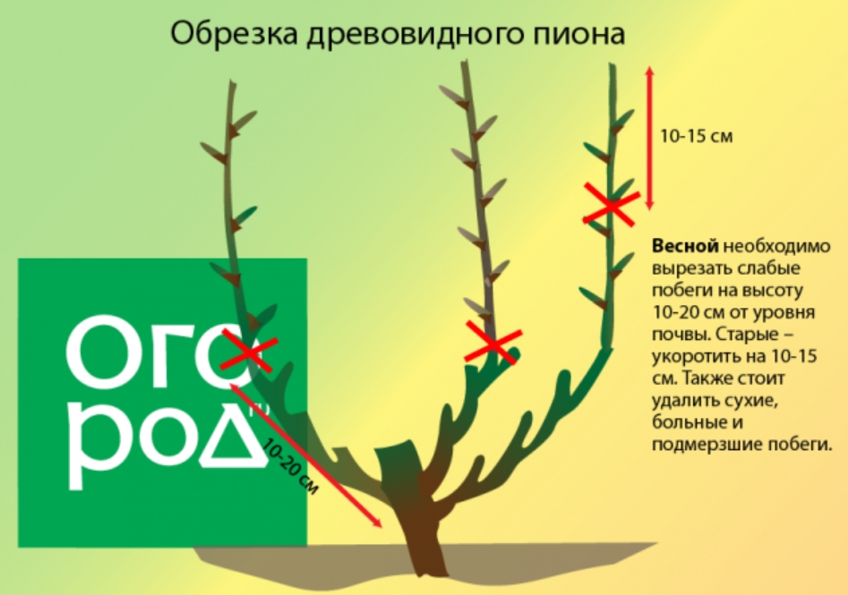 Использование пионов в ландшафтном дизайне, правила посадки и ухода