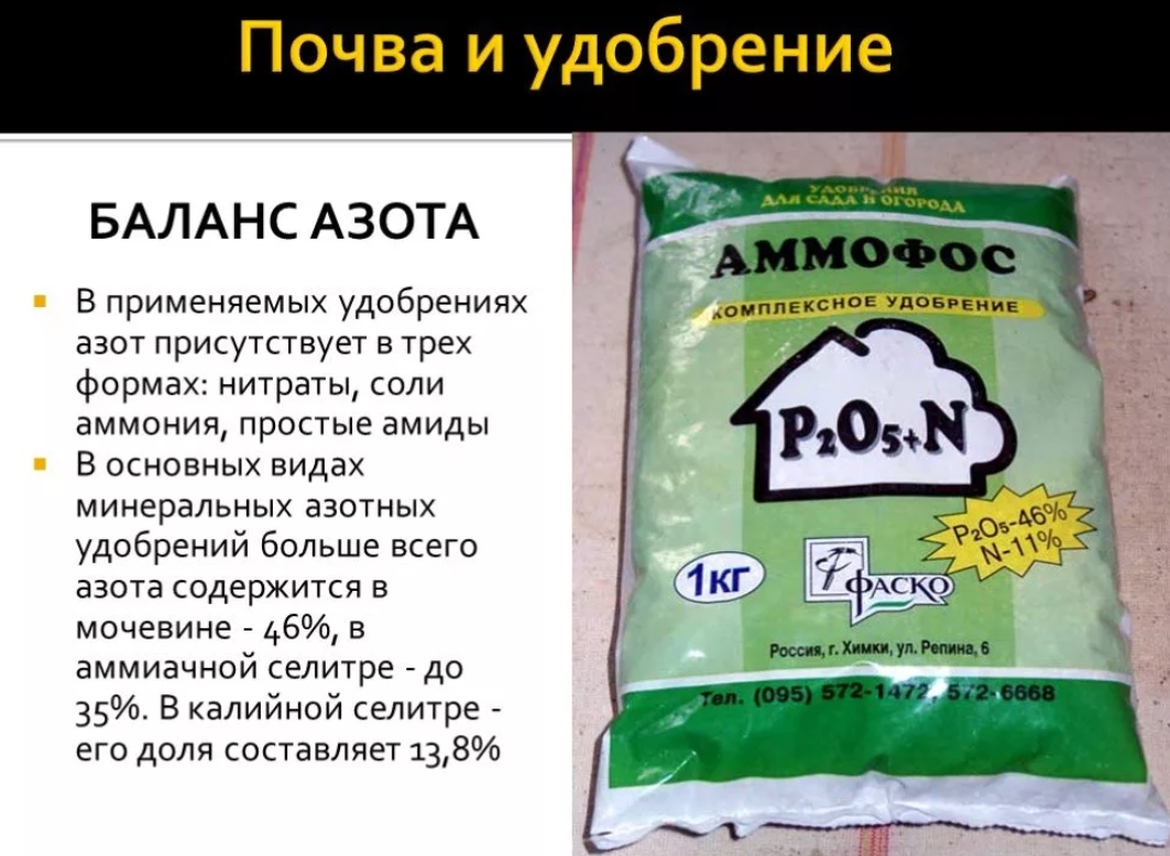 Использование пионов в ландшафтном дизайне, правила посадки и ухода