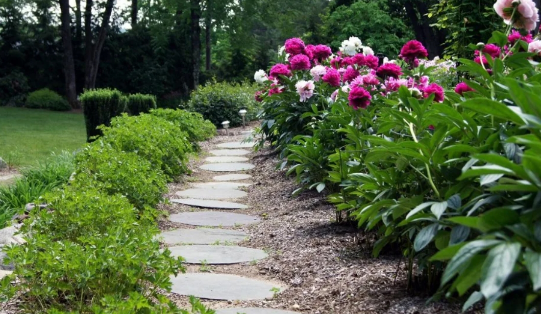 Использование пионов в ландшафтном дизайне, правила посадки и ухода